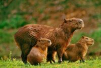 Capybara Go Mod APK v1.0.9  No ADS  Download For AndroidIOS.apk