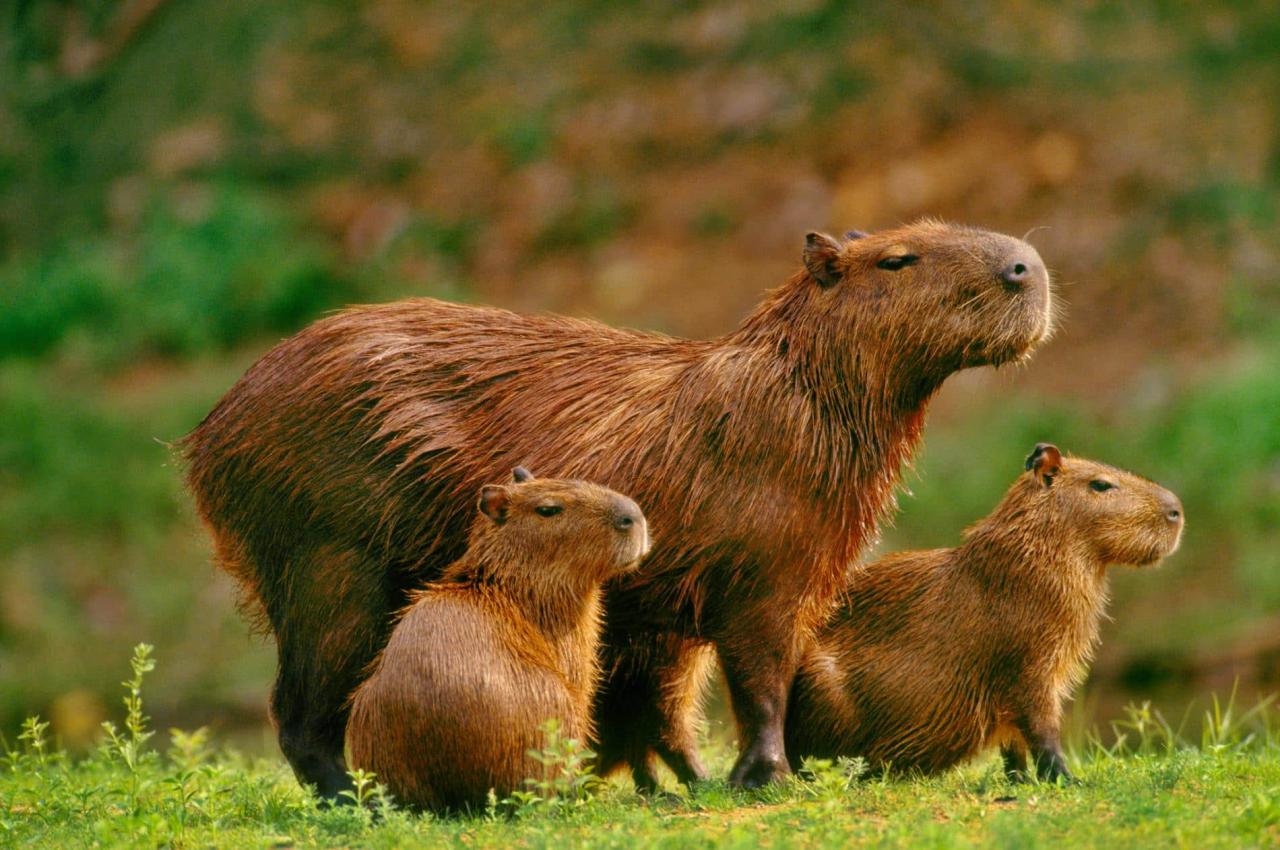 Capybara Go Mod APK v1.0.9  No ADS  Download For AndroidIOS.apk