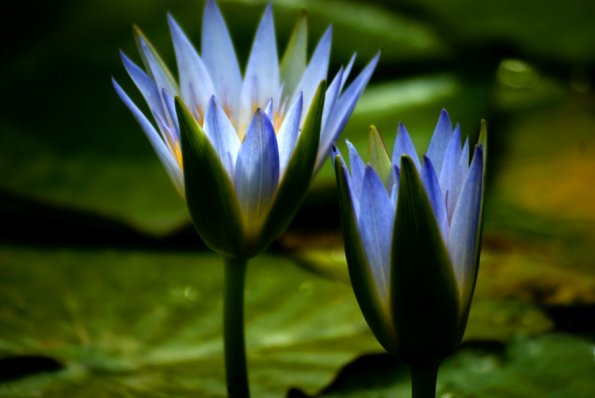 The Meaning Behind the Blue Lotus Flower in Egyptian Culture.pdf